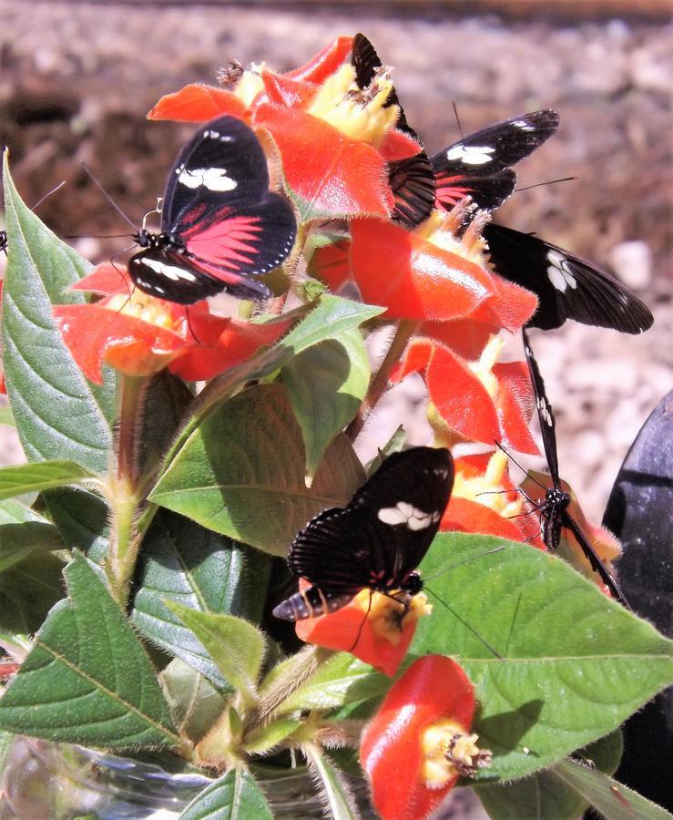 بونتا غوردا Hickatee Cottages, Belize, Central America المظهر الخارجي الصورة