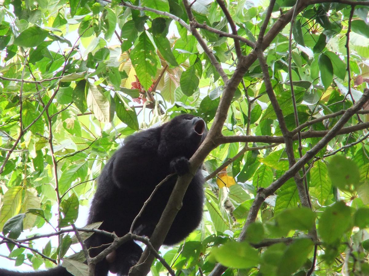 بونتا غوردا Hickatee Cottages, Belize, Central America المظهر الخارجي الصورة