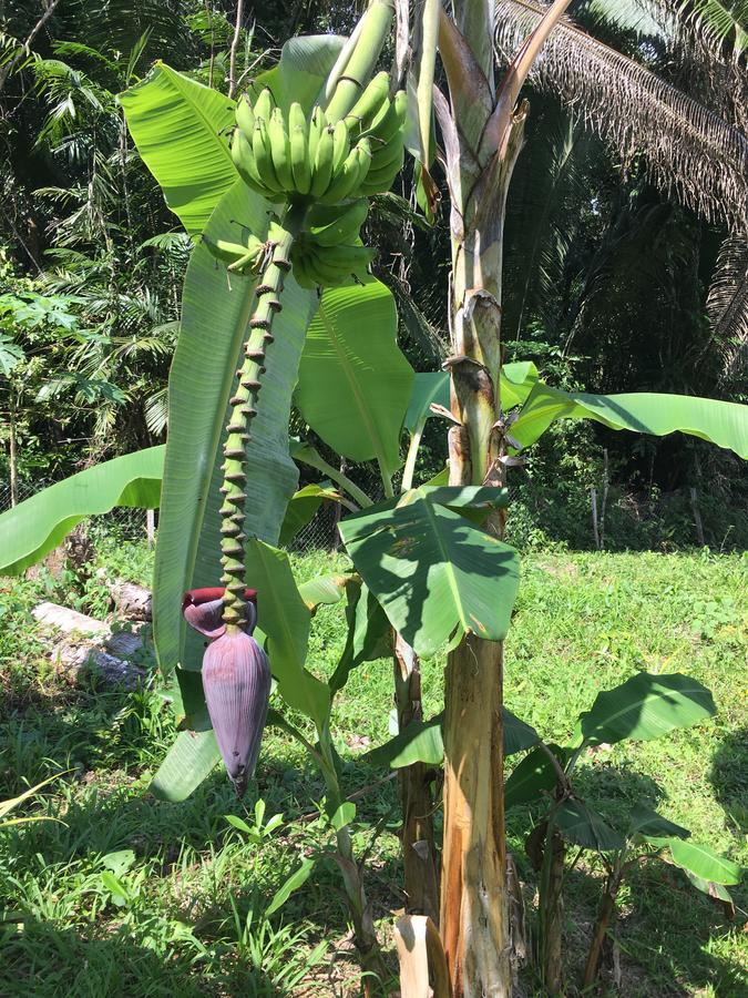 بونتا غوردا Hickatee Cottages, Belize, Central America المظهر الخارجي الصورة