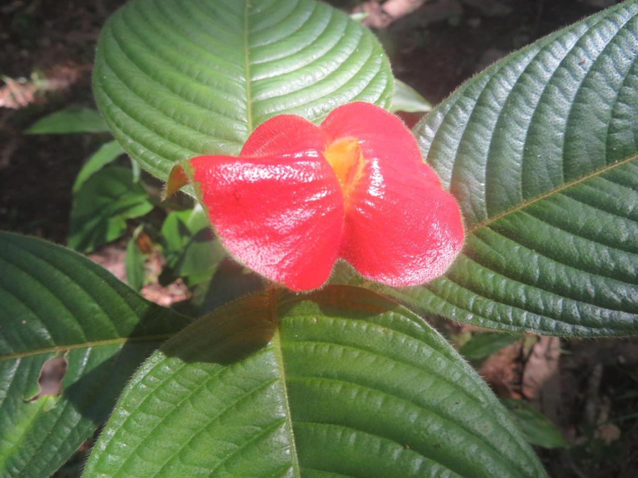 بونتا غوردا Hickatee Cottages, Belize, Central America المظهر الخارجي الصورة